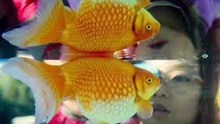 On Off - Pasarela en la pecera