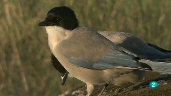 Biodiario - Biodiario - 04/11/11