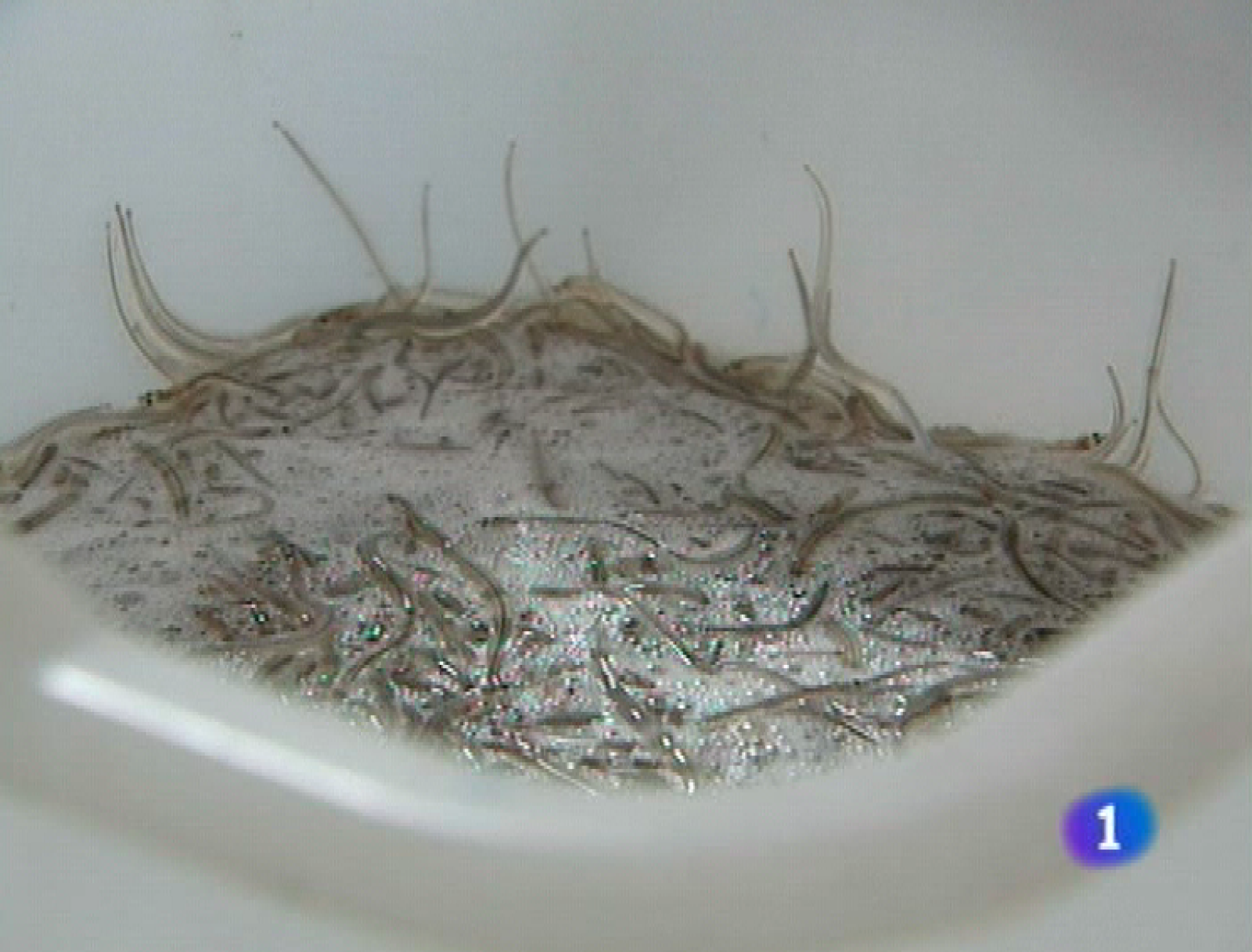 Asturias en 2' - 07/11/11 | Ver