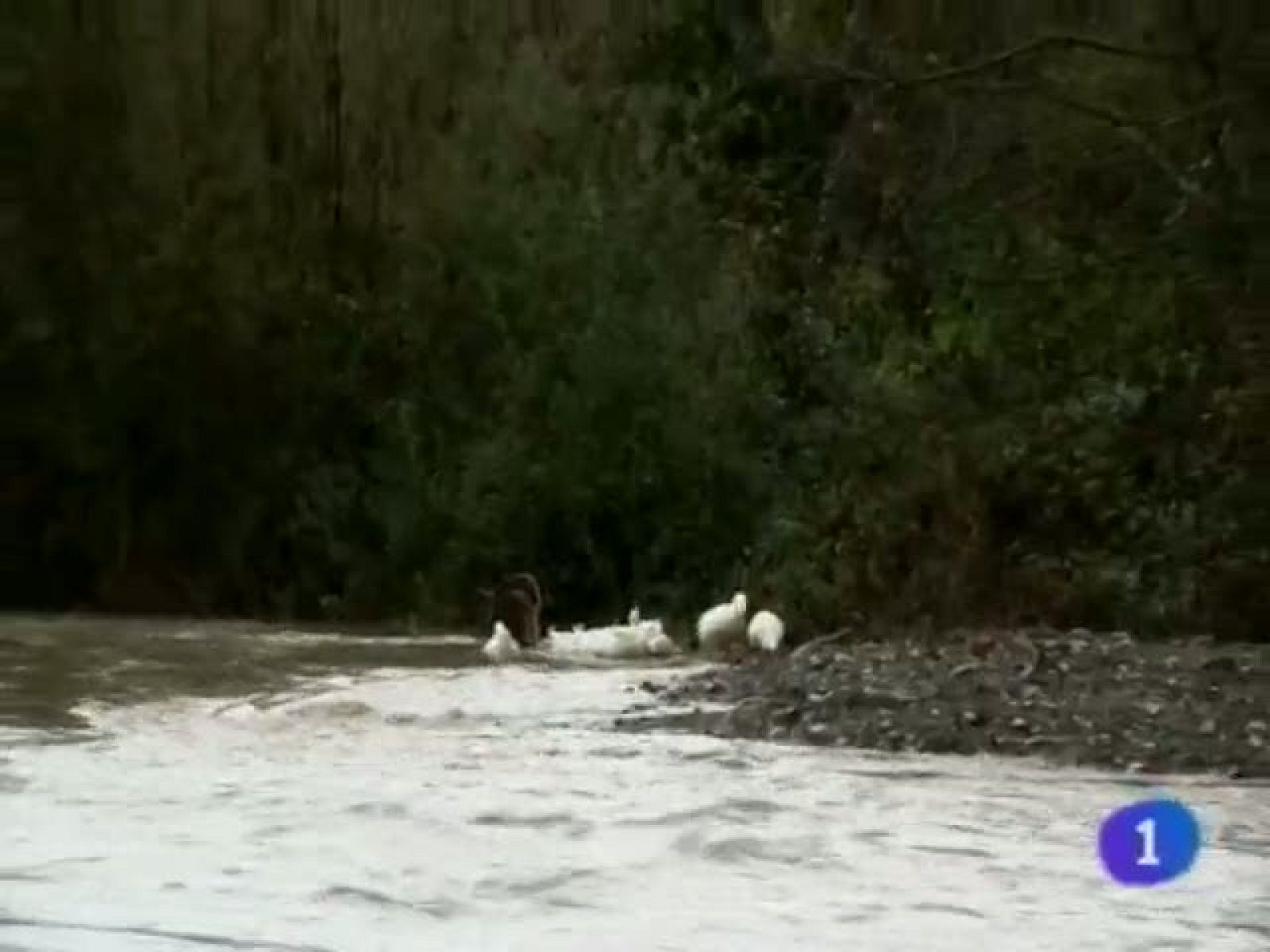 Telenavarra - 07/11/11 | Ver