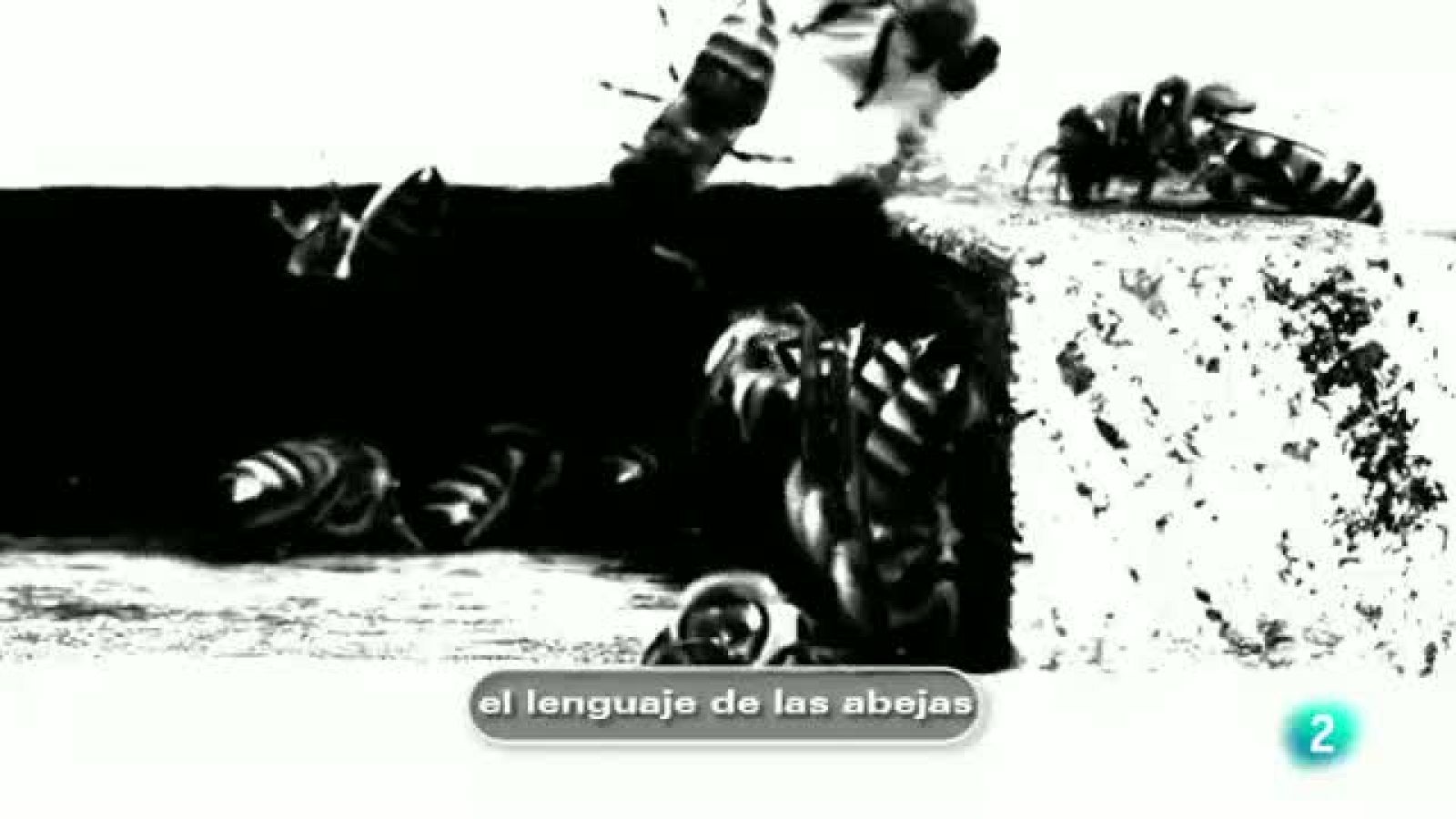 tres14 - Curiosidades científicas - El lenguaje de las abejas