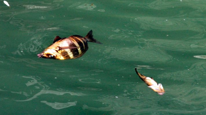 Telediario 1 - Siguen las erupciones de El Hierro