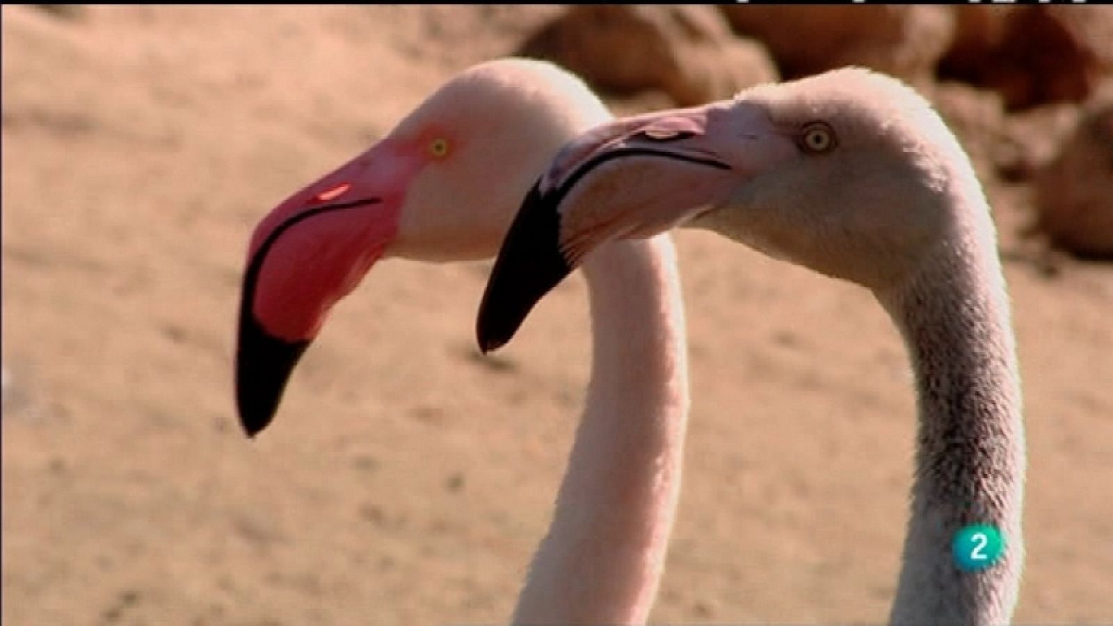 Biodiario - 09/11/11 - Ver ahora