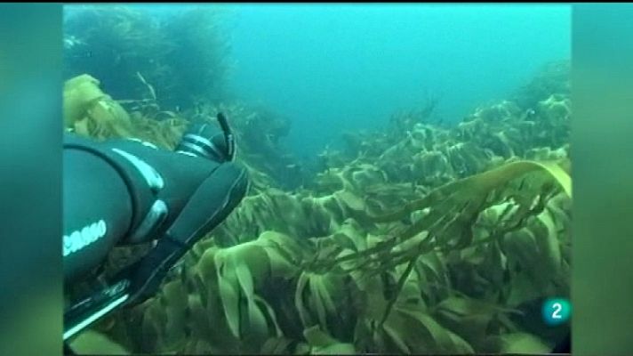 Jara y sedal - Avance de temporada