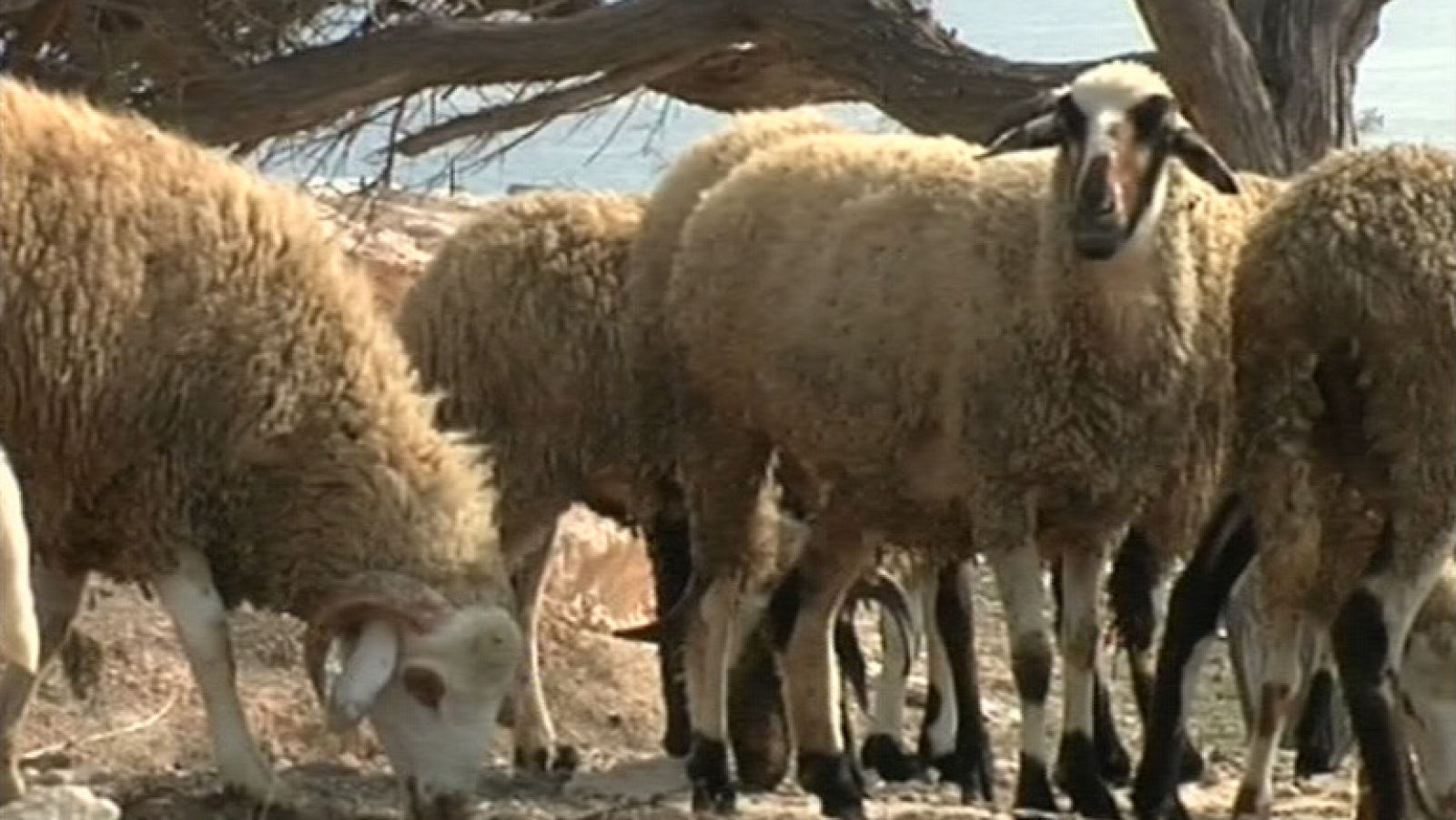 Noticias de Melilla - 11/11/11