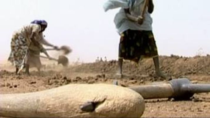 El escarabajo verde - El escarabajo verde - Manduca caduca