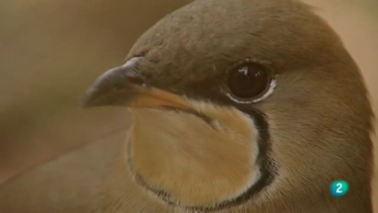 Biodiario -16/11/11 - Ver ahora
