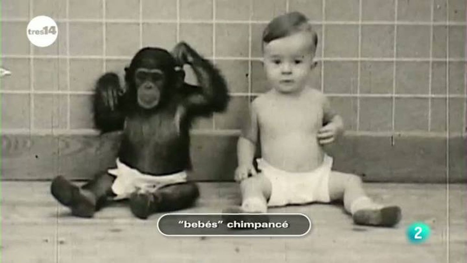 tres14 - Curiosidades científicas - "bebés" chimpancé