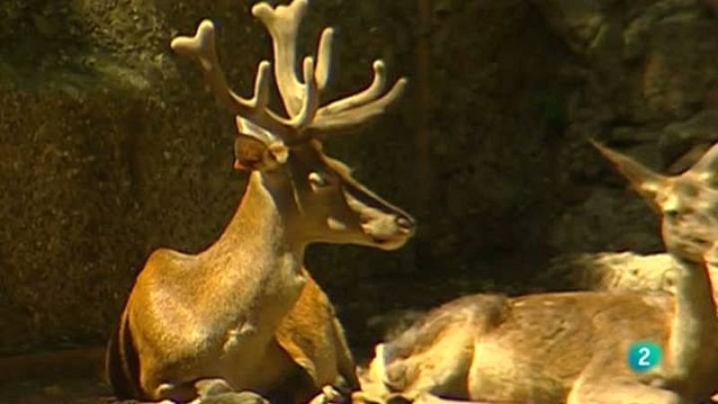 Para todos La 2 - La inteligencia de los animales