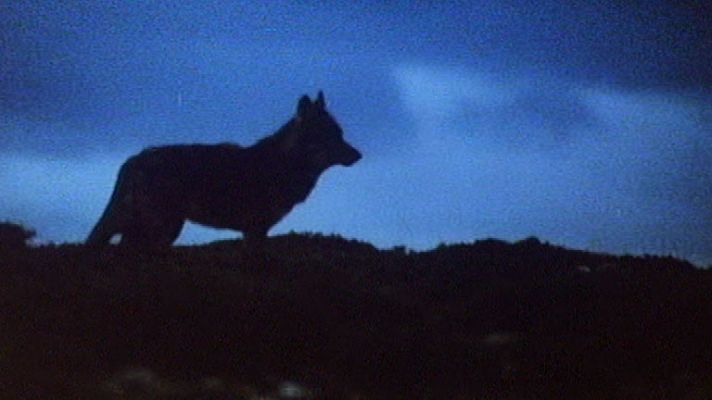 Telediario 1 - El hombre lobo de Galicia