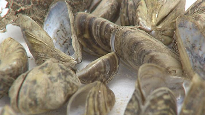 Telediario 1 - El mejillón cebra