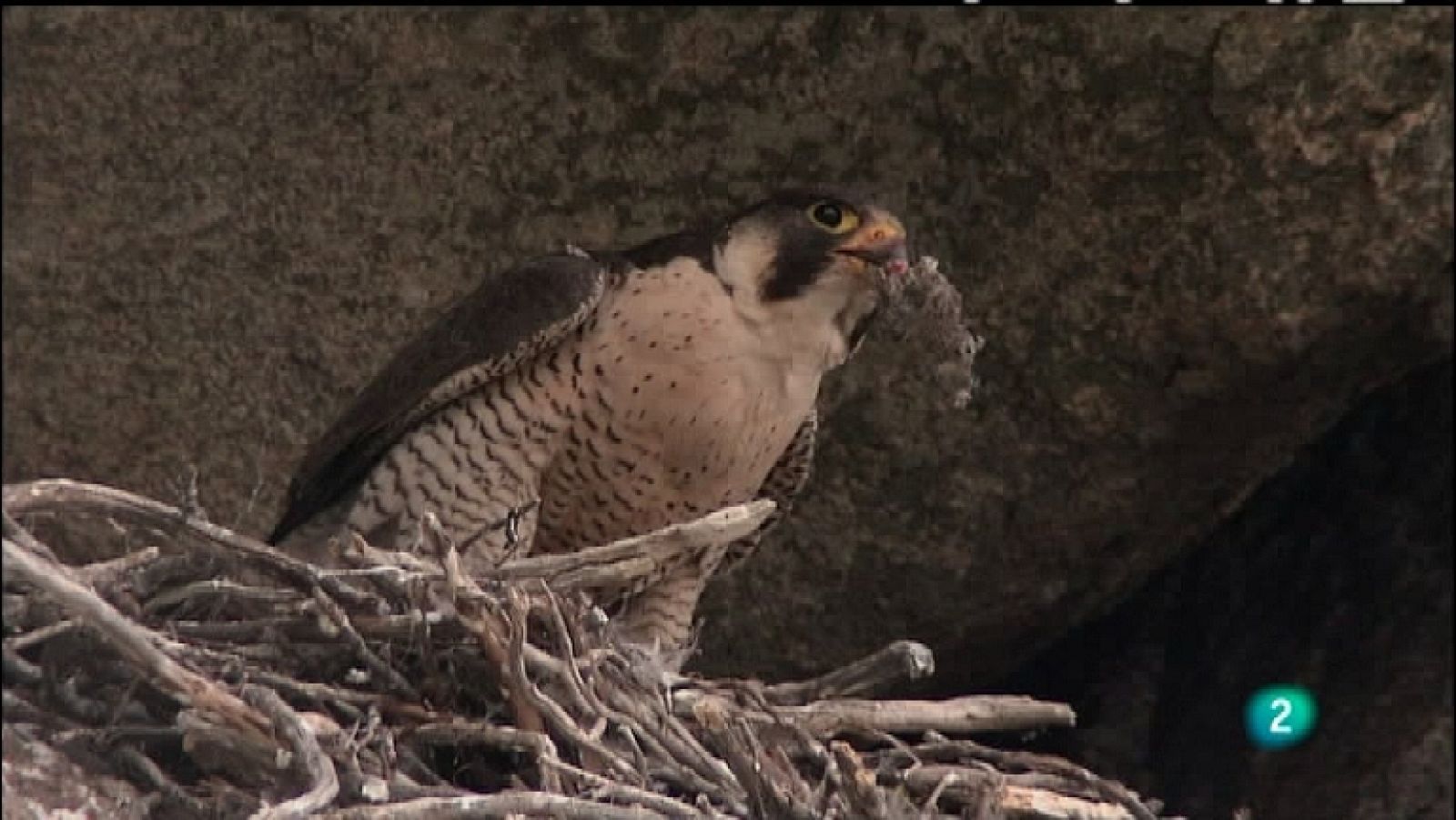 Biodiario - 20/11/11 - Ver ahora