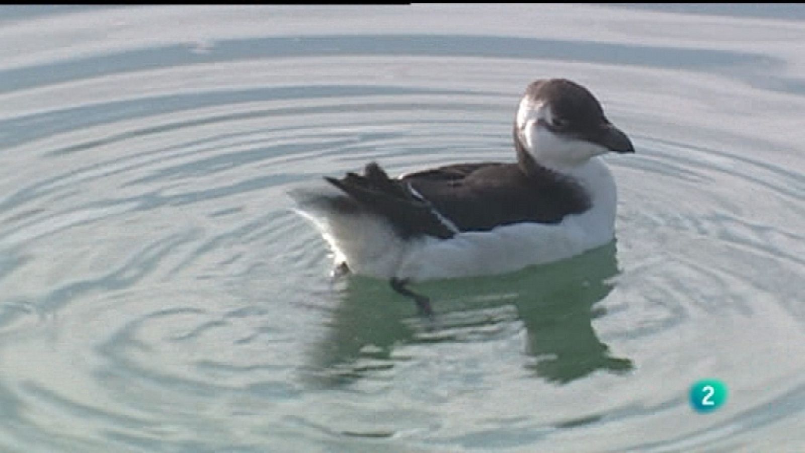 La aventura del saber - 21/11/11 - Ver ahora