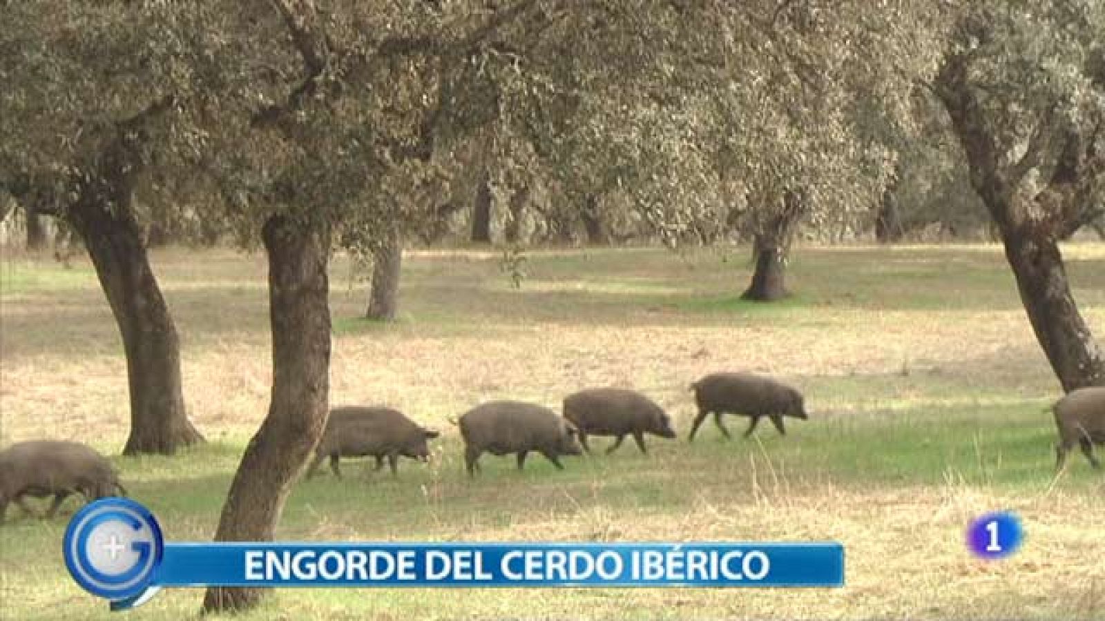 Más Gente - La montanera, cebar el cerdo con bellotas