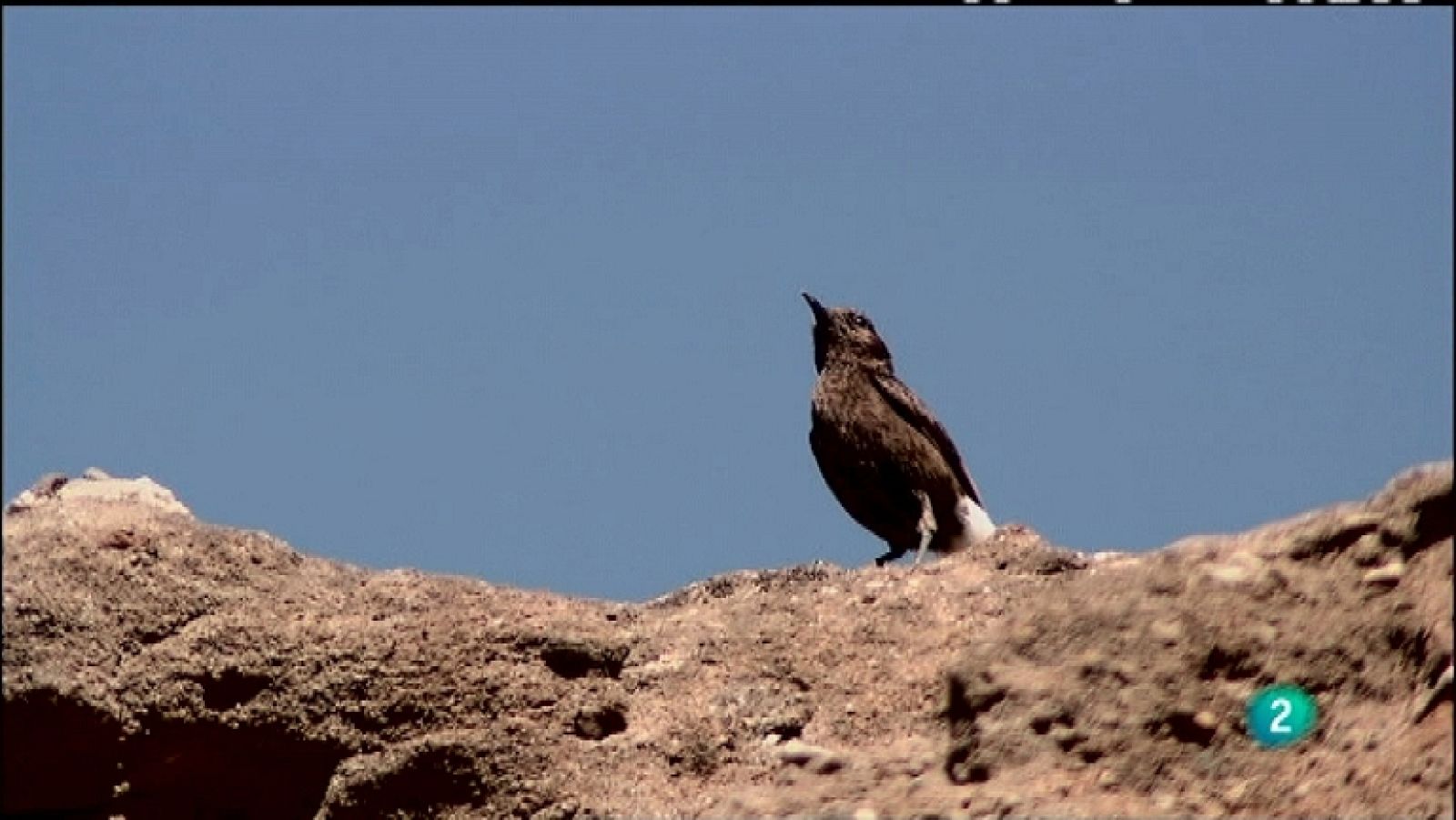 Biodiario - 23/11/11 - Ver ahora