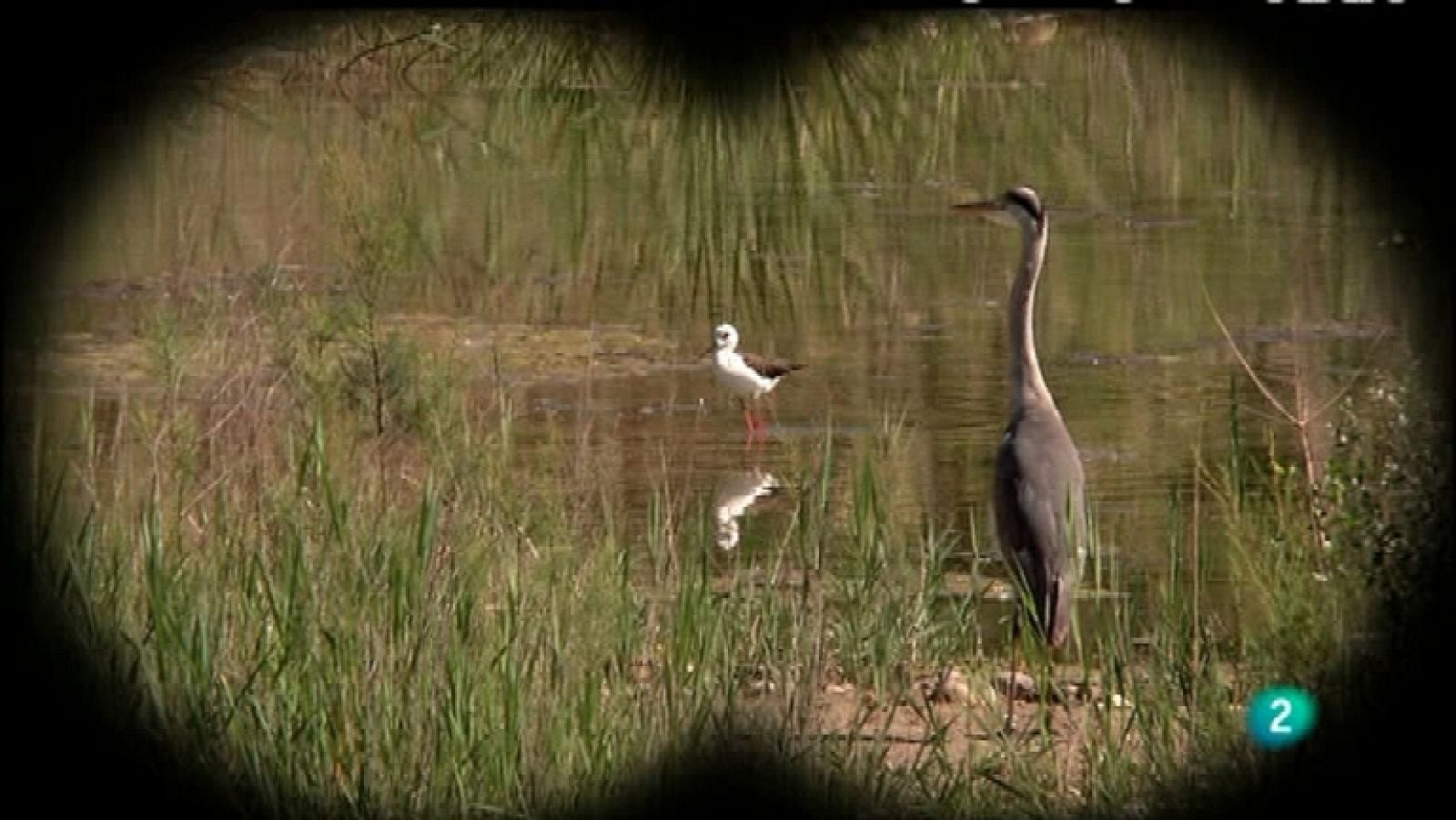 Biodiario - 27/11/11 - Ver ahora