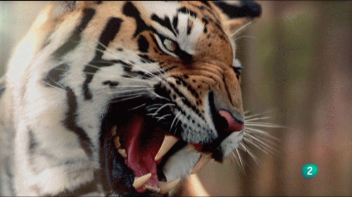 La aventura del Saber - Premios "Panda de Oro"