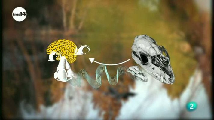 tres14 - Cerebros más grandes