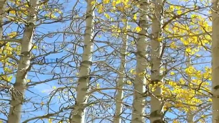 Telexornal - Galicia - El tiempo en Galicia - 29/11/11