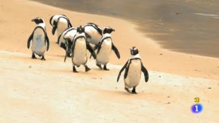 Españoles en el mundo - Ciudad del Cabo