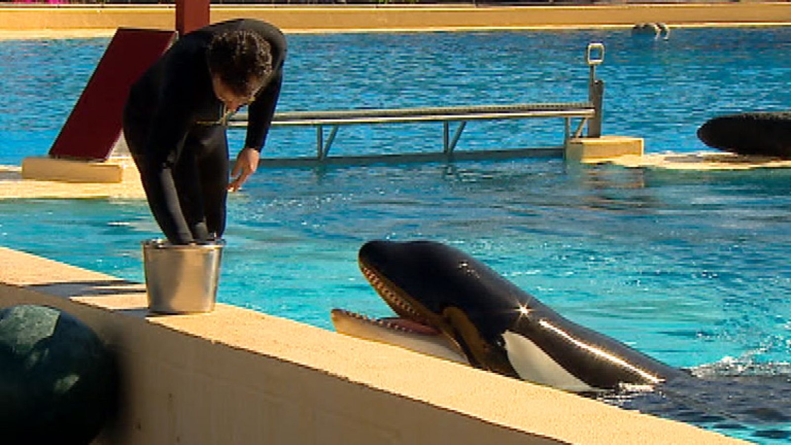 Una orca encontrada herida hace un año en Holanda, trasladada al Loro Parque de Tenerife