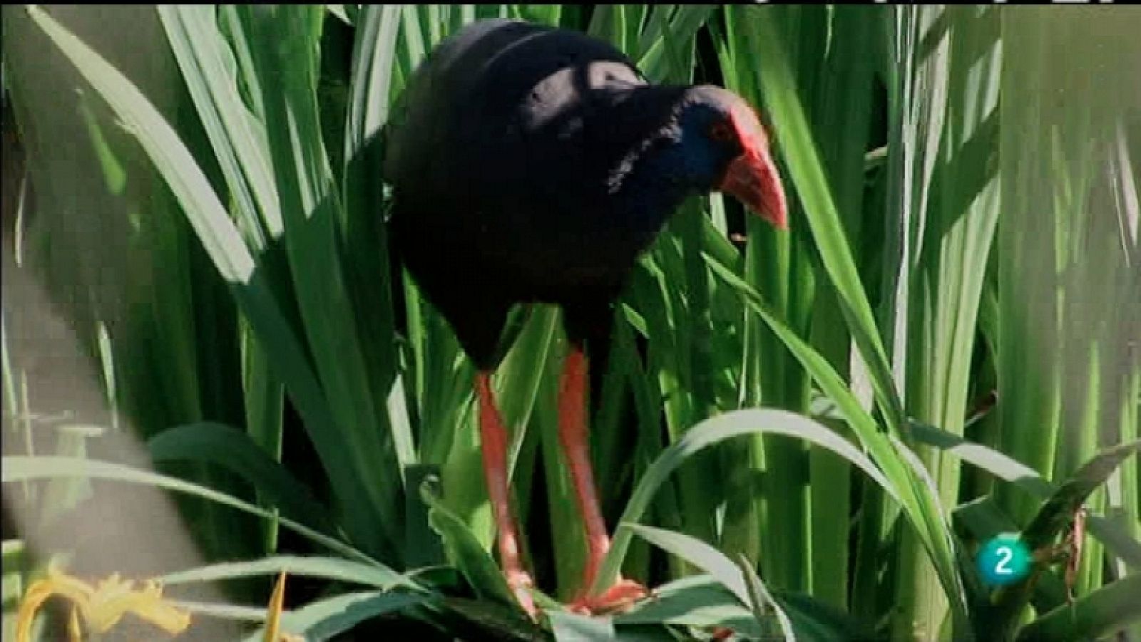 Biodiario - 30/11/11 - Ver ahora