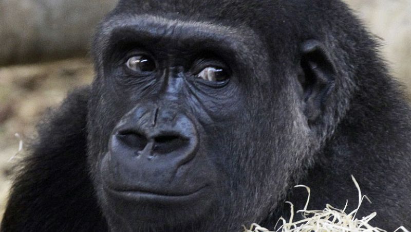 El Parque de la Naturaleza de Cabárceno recibe a una nueva inquilina