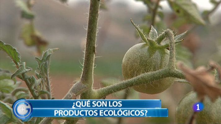+Gente - El reto de los tomates ecológicos