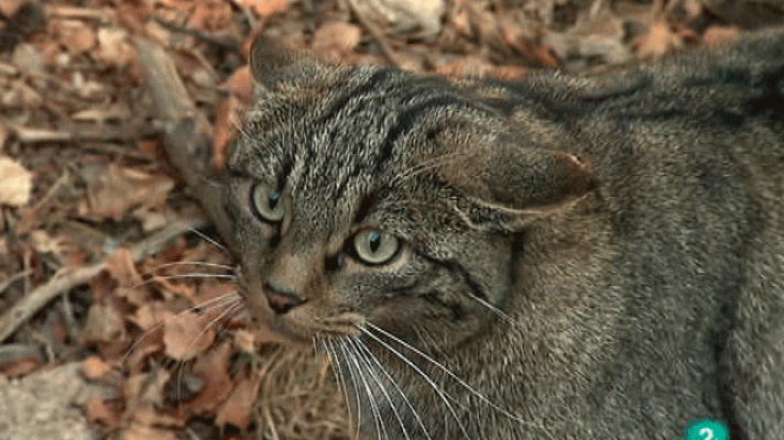 La aventura del Saber - La ventana del pirineo