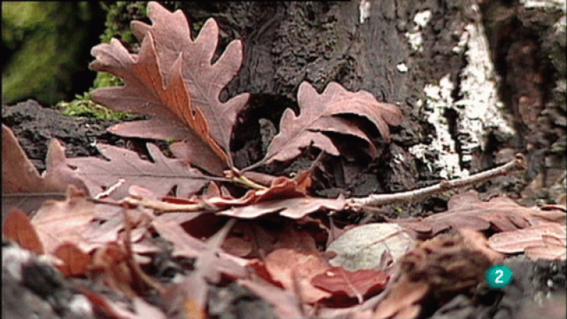 La aventura del saber. Bosques