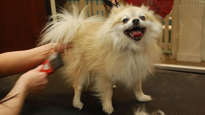  - On Off: Balneario para mascotas