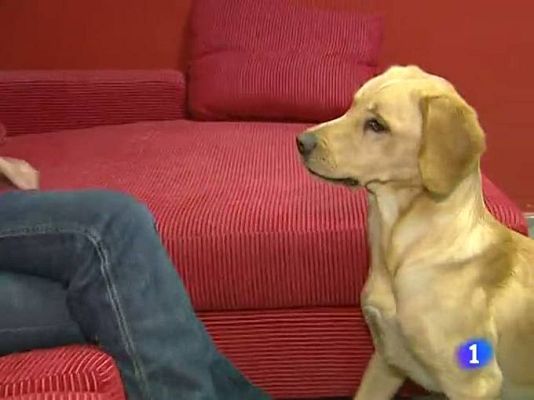 Telediario 1 - Llegan a España los primeros perros alerta