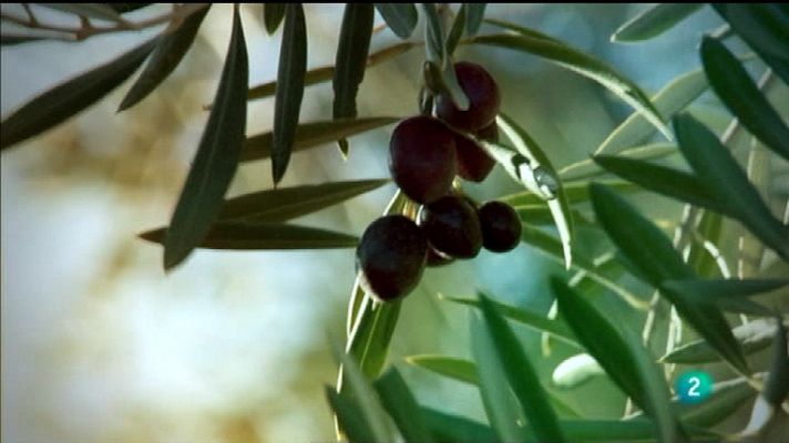 El exportador - Capítulo 11