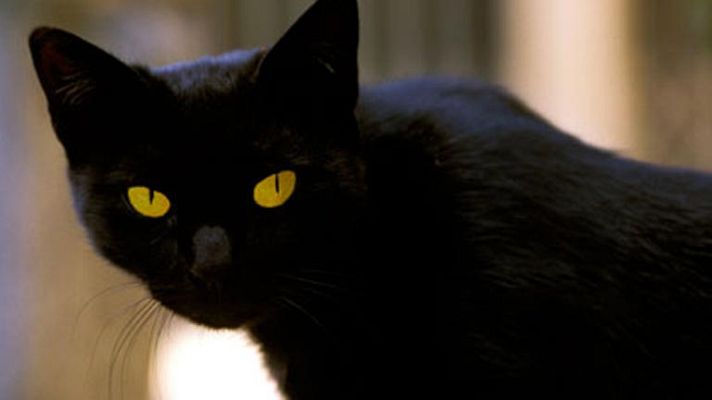 Informativo 24h - Tomasino, el gato millonario