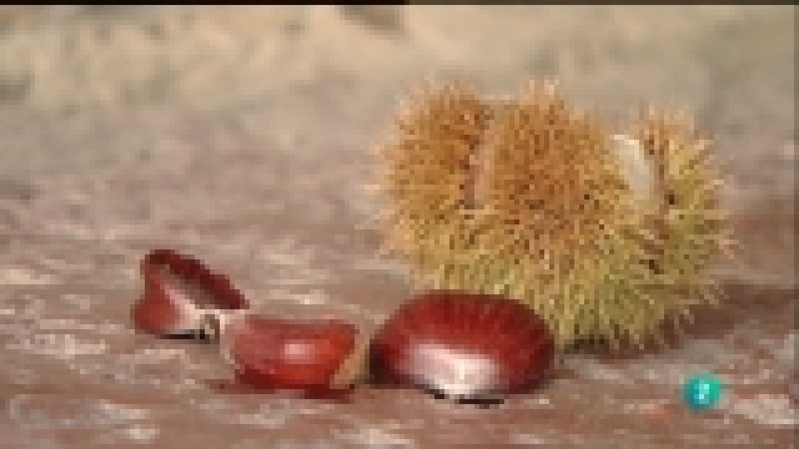 La aventura del saber - 12/12/11 - Ver ahora