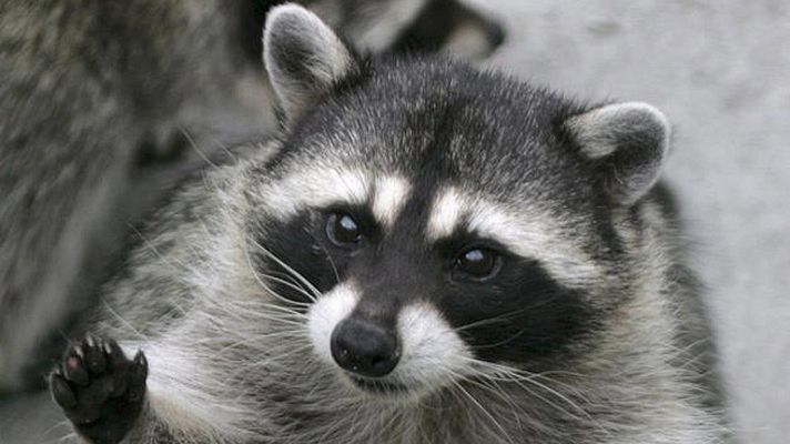 On Off - Un salvaje en mi bañera