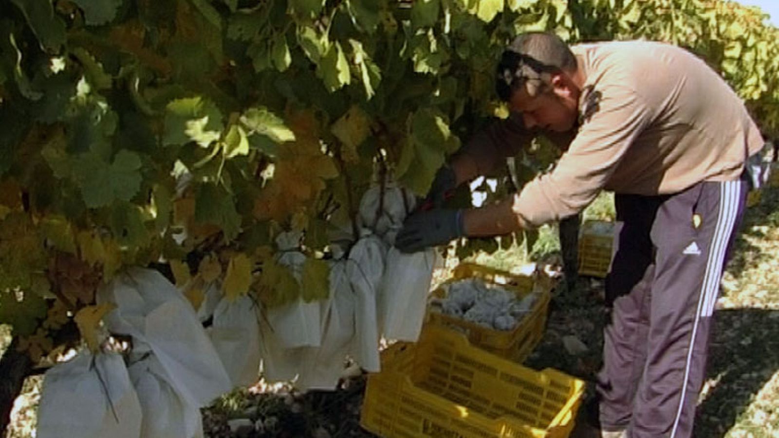Comando Actualidad - Un trabajo por Navidad - Las uvas 'del trabajo' - Comando Actualidad | Ver