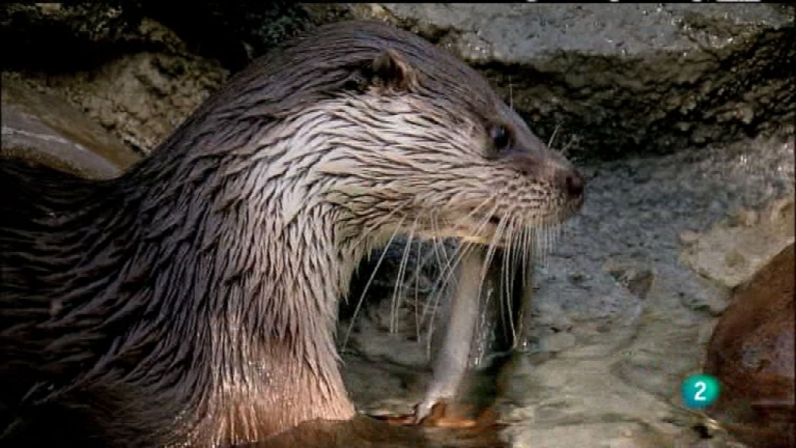 Biodiario - 18/12/11  - Ver ahora