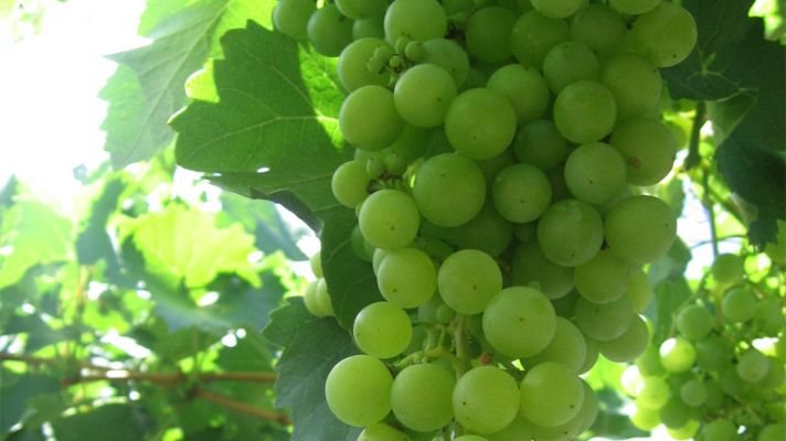 Telediario 1 - Las uvas de Alicante