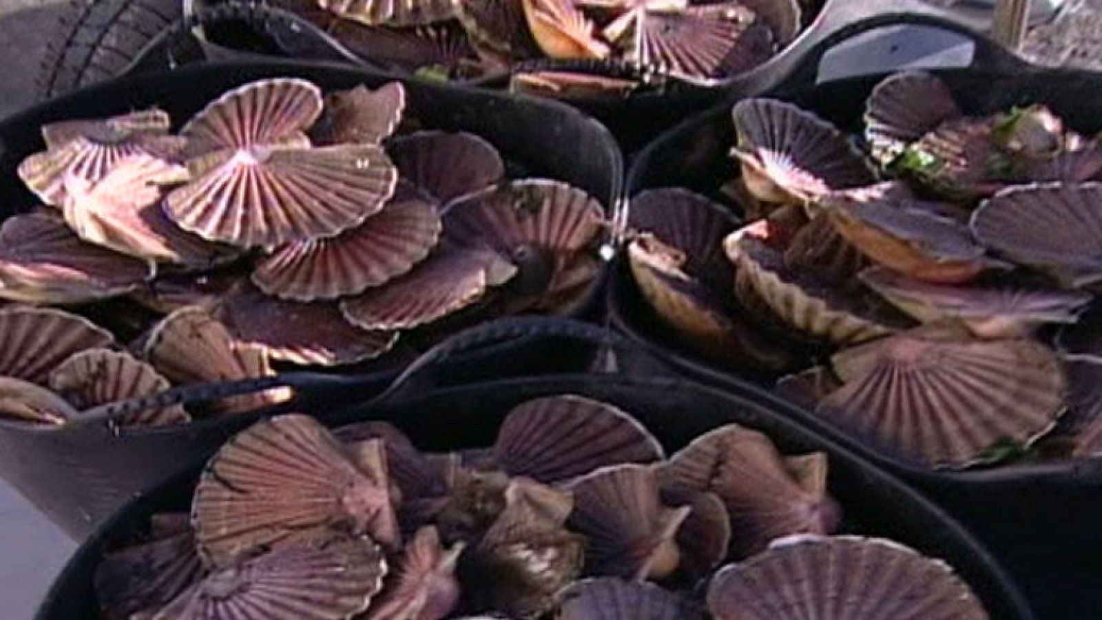 Estas navidades la vieira gallega fresca no se podrá vender