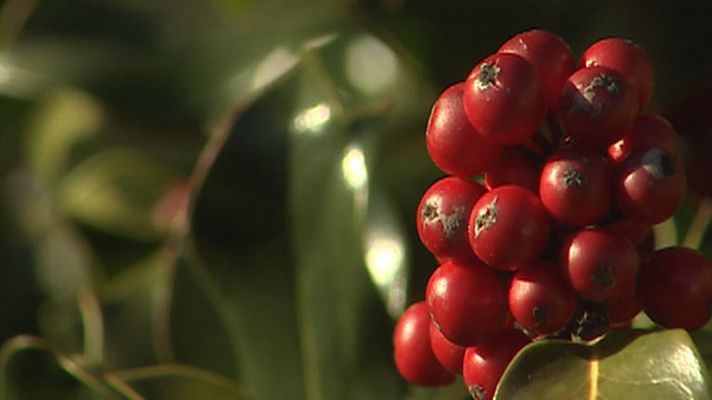 Telediario 1 - El Acebo, un árbol de leyenda