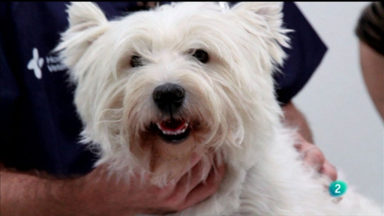 Más que perros y gatos - Capítulo 13 - Ver ahora