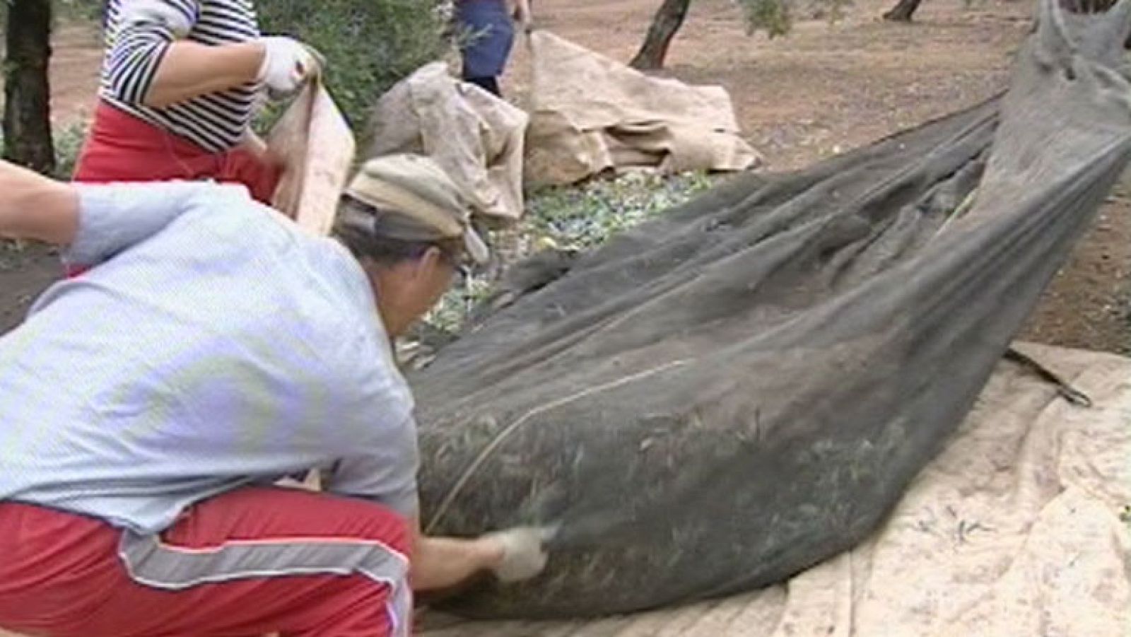 Más de 100.000 personas trabajan en la campaña de la aceituna