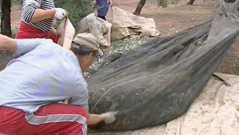 Más de 100.000 personas trabajan en la campaña de la aceituna