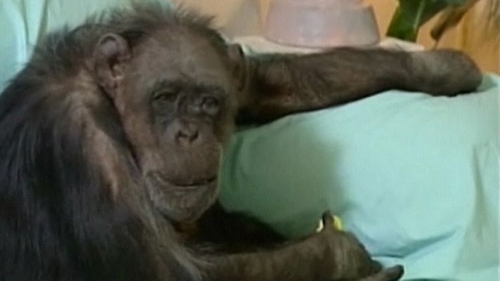 Telediario 1 - Muere la mona Chita