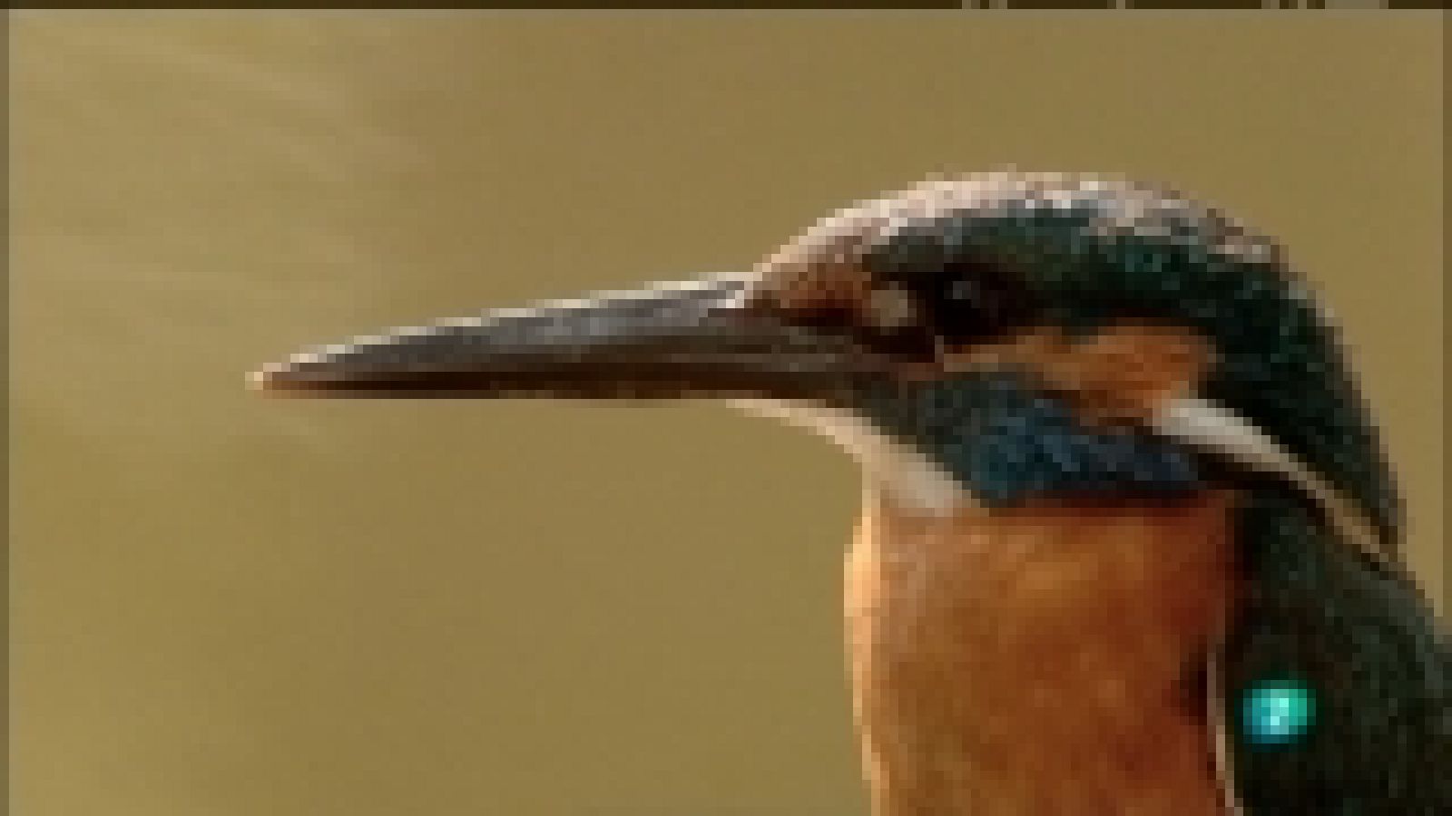 Biodiario - 29/12/11 - Ver ahora