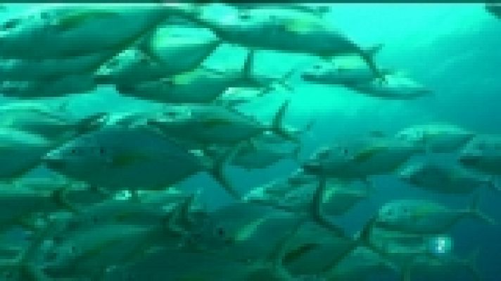 Jara y sedal - El tiburón de Amanay