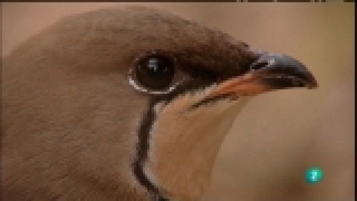 Biodiario - Biodiario - 01/01712