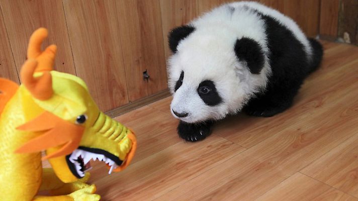 Informativo 24h - Esperanza para los pandas