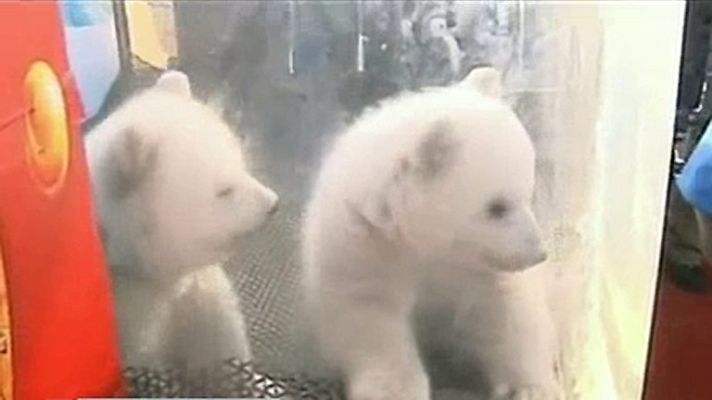 Informativo 24h - Las dos pequeñas 'estrellas polares' del zoológico chino de Dalian
